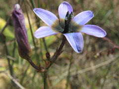 Ixia monadelpha