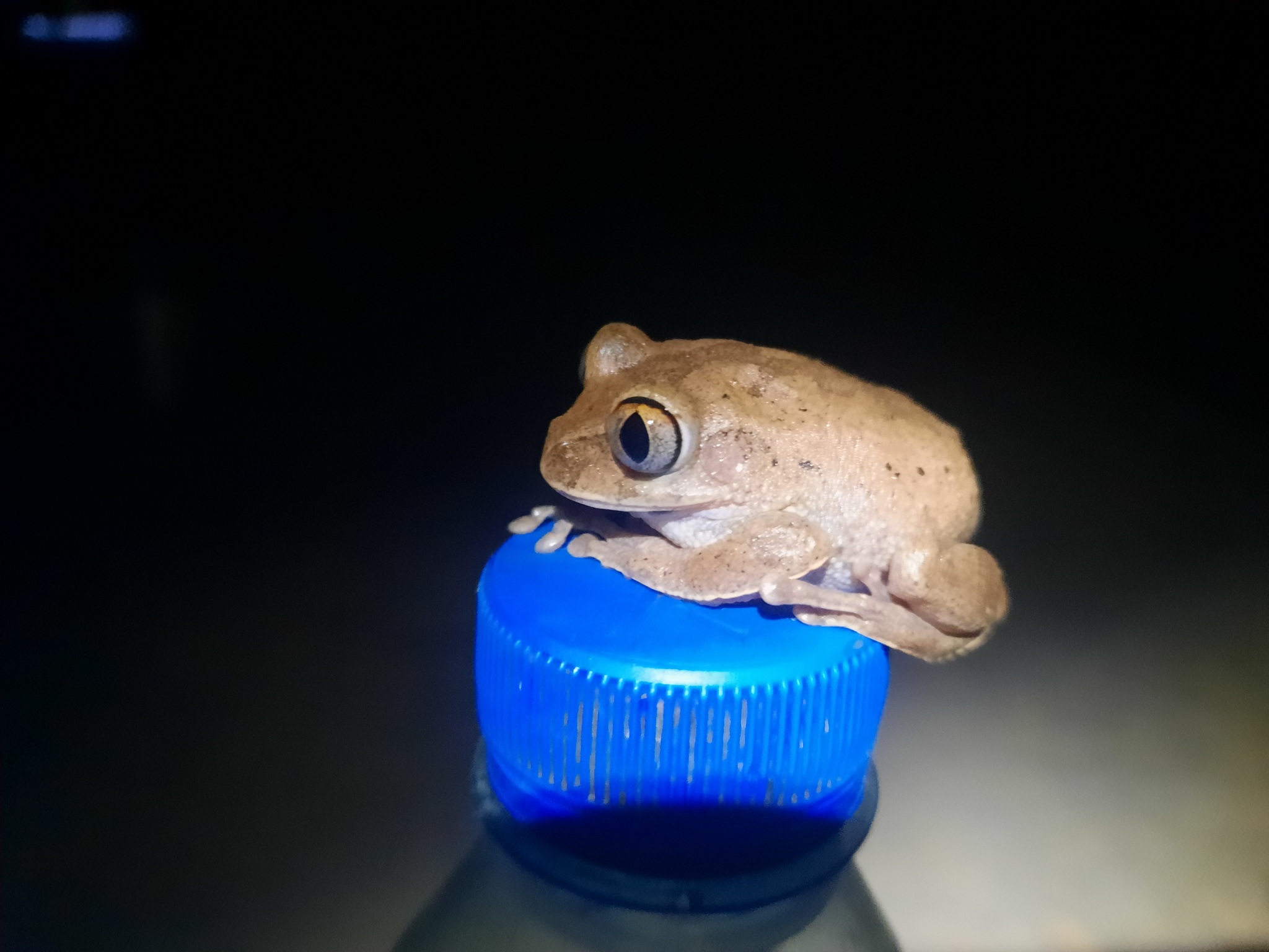 Leptopelis aubryi (Duméril, 1856)