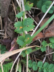 Phragmidium sanguisorbae