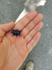 Trypocopris vernalis