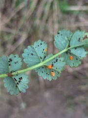Phragmidium sanguisorbae