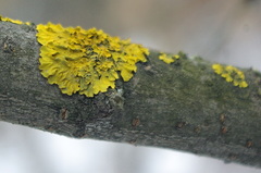Xanthoria parietina