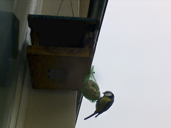 Cyanistes caeruleus