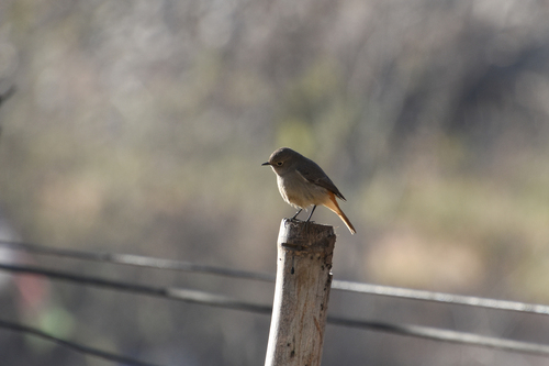 Hodgson's Redstart (Phoenicurus hodgsoni), photo 8