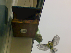 Cyanistes caeruleus
