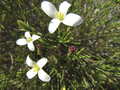Lachnaea uniflora