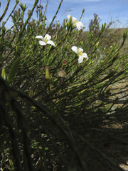 Lachnaea uniflora