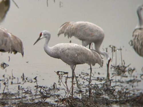 Sandhill Crane photographed in Alabama