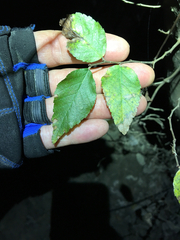 Planera aquatica