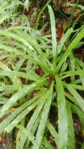 Alsophila sinuata
