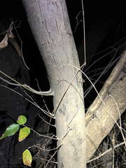 Planera aquatica