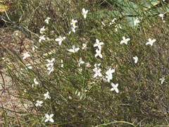 Lachnaea uniflora