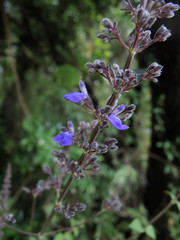 Salvia thyrsiflora