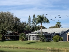 Plegadis falcinellus