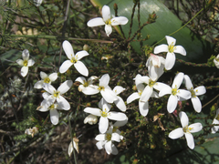 Lachnaea uniflora