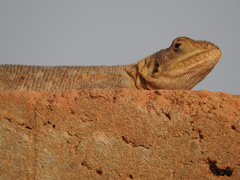 Agama agama