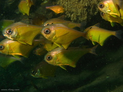 Pempheris affinis