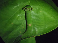 Polyura schreiber