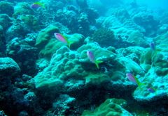 Mirolabrichthys evansi