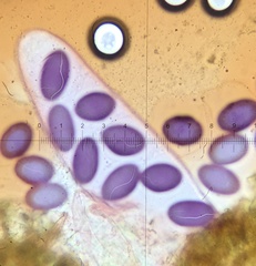Ascobolus immersus