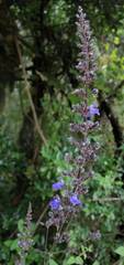 Salvia thyrsiflora