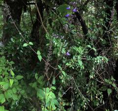 Salvia thyrsiflora