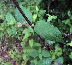 Salvia thyrsiflora
