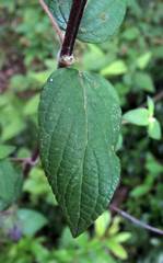 Salvia thyrsiflora