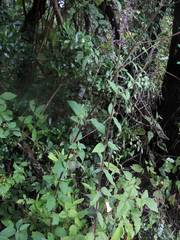 Salvia thyrsiflora