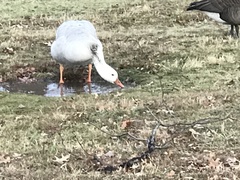 Anatidae