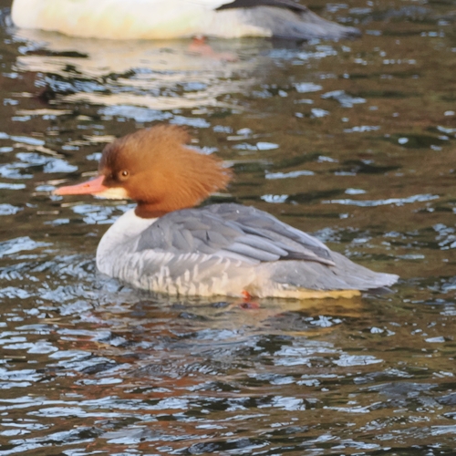 Serreta grande (Mergus merganser)