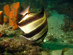 Chelmonops truncatus