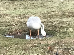 Anatidae