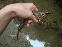 Limnonectes leporinus