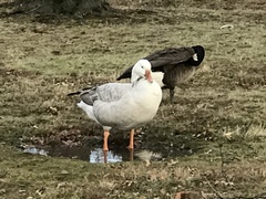 Anatidae