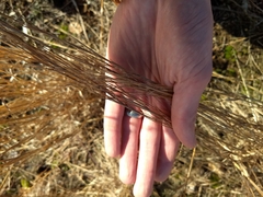 Schizachyrium scoparium