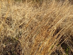 Schizachyrium scoparium