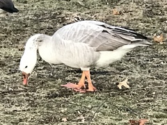 Anatidae