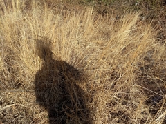 Schizachyrium scoparium