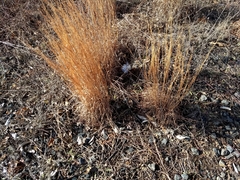 Schizachyrium scoparium