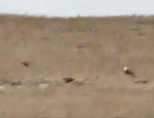 Bald Eagle