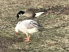 Anatidae