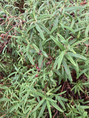 Avistamiento Estepa negra (Cistus monspeliensis)