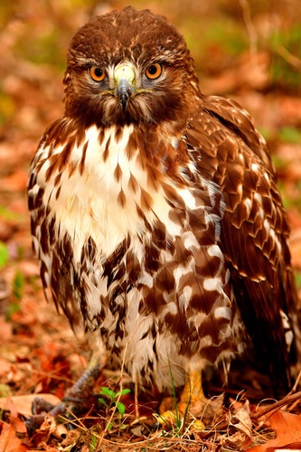 Red-tailed Hawk