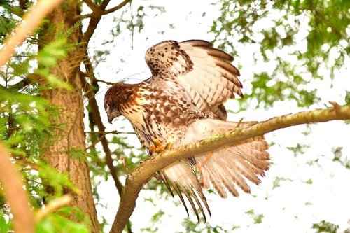 Red-tailed Hawk