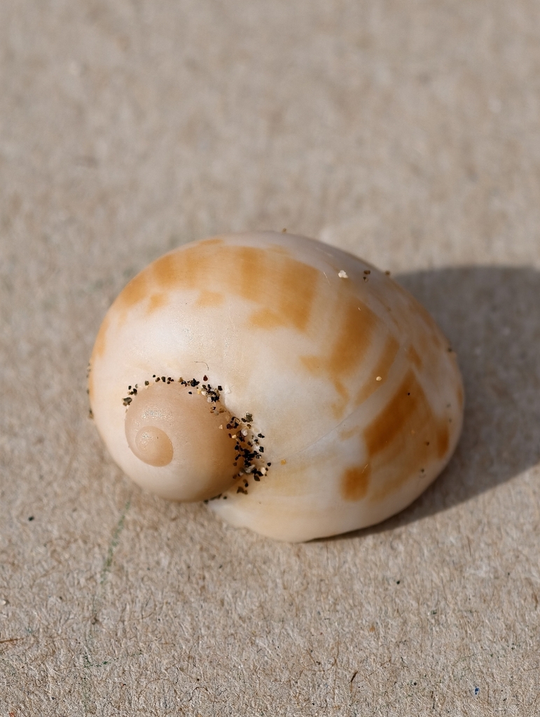 Naticarius turtoni
