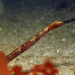Bentstick Pipefish - Photo (c) Richard Ling, some rights reserved (CC BY-NC-ND), uploaded by Richard Ling