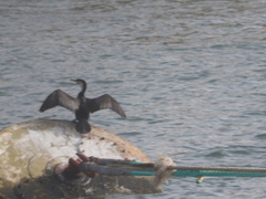 Phalacrocorax carbo lucidus