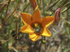 Ixia curta