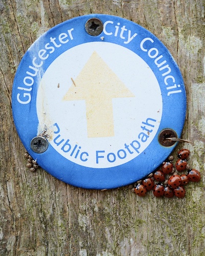 Seven-spot ladybird